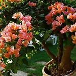 Bed and Breakfast Megna - Paradise Παλέρμο