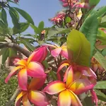 Bed and Breakfast Megna - Paradise Παλέρμο