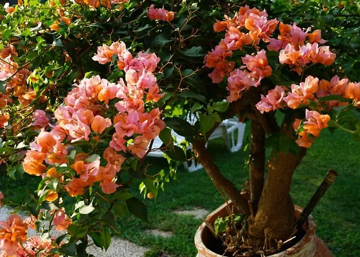 Bed & Breakfast Megna - Paradise Palermo