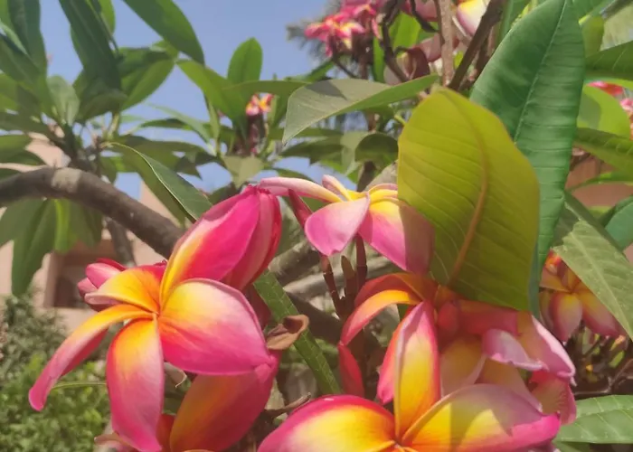 Bed & Breakfast Megna - Paradise Palermo